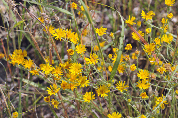 Slender Goldenweed in found in middle to upper and lower deserts, dry plains, mesas, rocky slopes, sandy areas and roadsides. Xanthisma gracilie